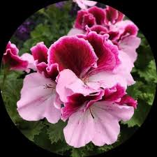 Regal Pelargonium Growing in Decorative Container