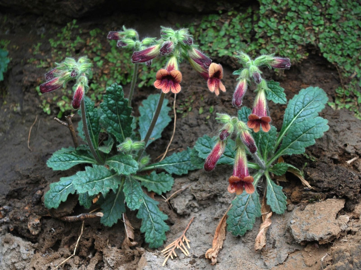 Rehmannia Glutinosa Root Herb Seeds for Planting – Chinese Foxglove Perennial Herb