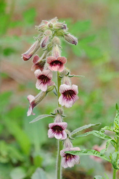 Rehmannia Glutinosa Root Herb Seeds for Planting – Chinese Foxglove Perennial Herb