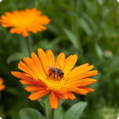 Resina Calendula Flower Seeds for Planting – Heirloom Non-GMO Garden Seeds