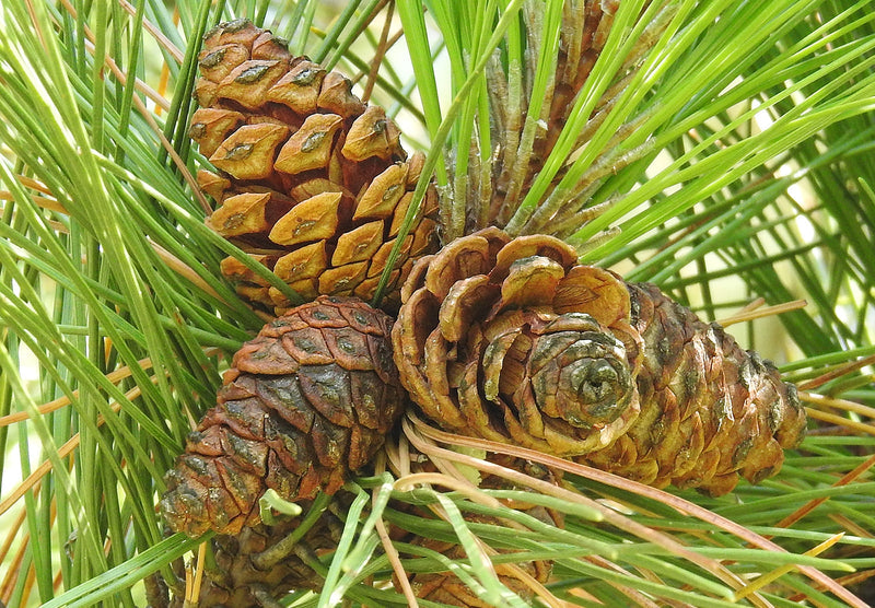 Brown Resinosa Tree Seeds for Planting for Growing a Distinctive Woody Plant
