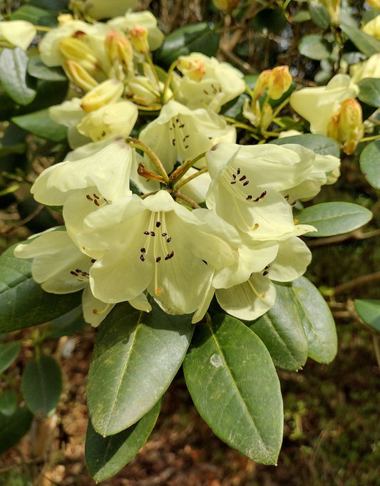 Yellow Rhododendron flower seeds