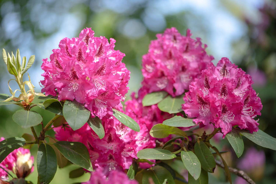 Rhododendron flower seeds