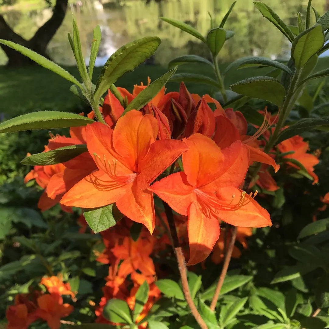 Orange Rhododendron flower seeds