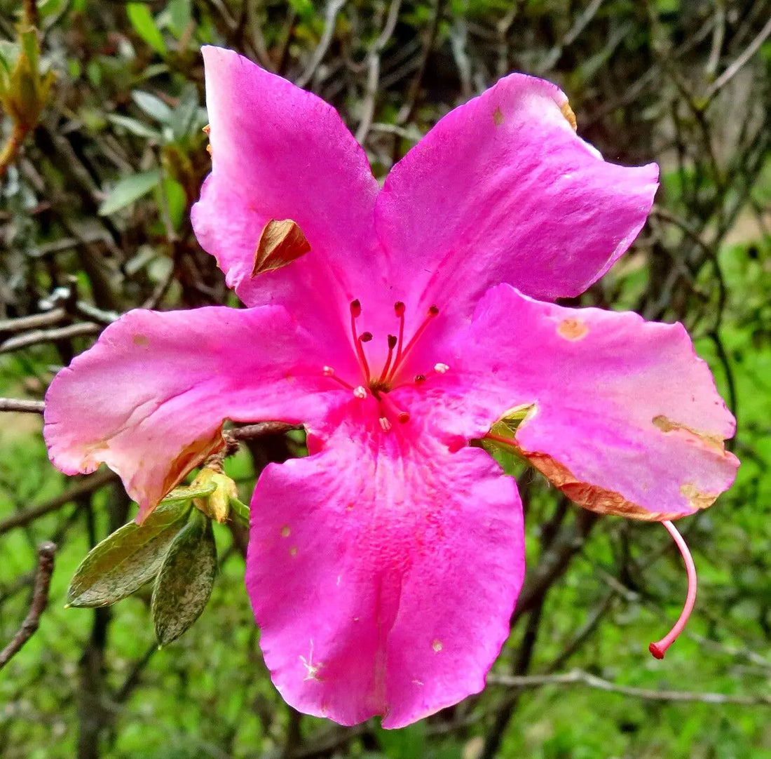 Rhododendron Simsii flower seeds