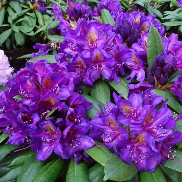 Violet Brown flower seeds