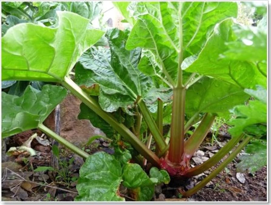 glaskins rhubarb seeds