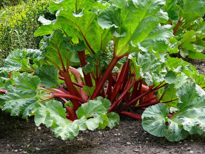 Rhubarb Seeds