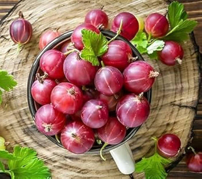 Gooseberry Ribes uva-crispa Fruit Seeds for Planting – Heirloom Non-GMO Gooseberry Seeds