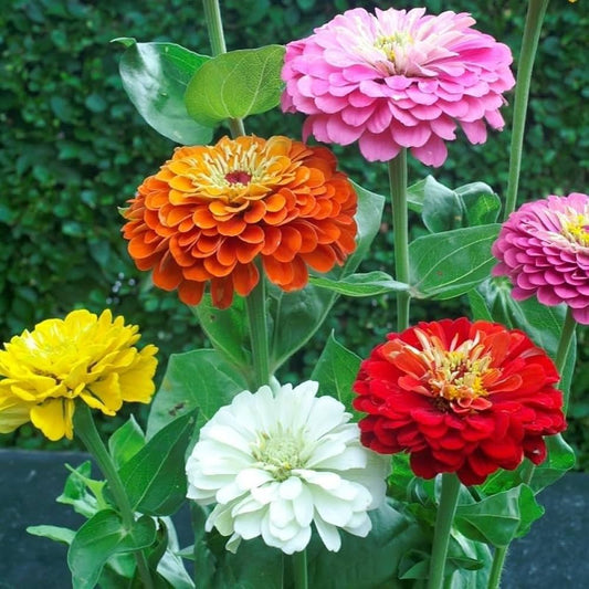 Brown Red flower seeds