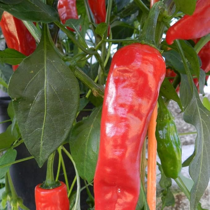 Jim Legacy Pepper Seeds for Planting – Heirloom Non-GMO Garden Seeds