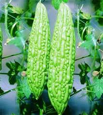 Heirloom Bitter Melon Growing on Trellis