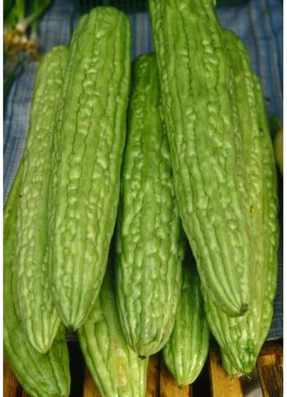 Green Bitter Melon Growing on Climbing Vines