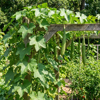 Heirloom Ridge Gourd Growing in Home Garden