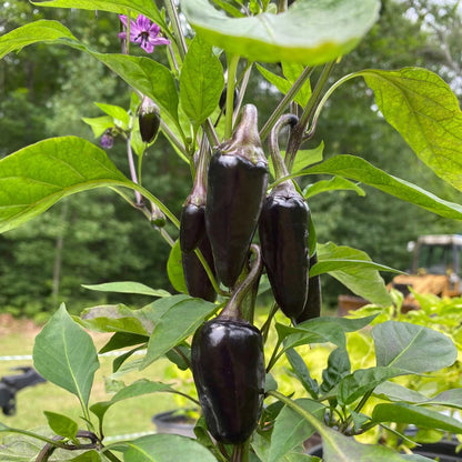 Black Hungarian Pepper Seeds
