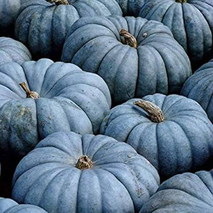 Blue Pumpkin Seeds for Planting – Rare Heirloom Garden Seeds