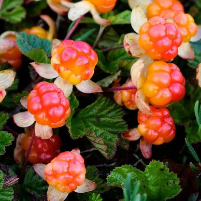 cloudberry seeds