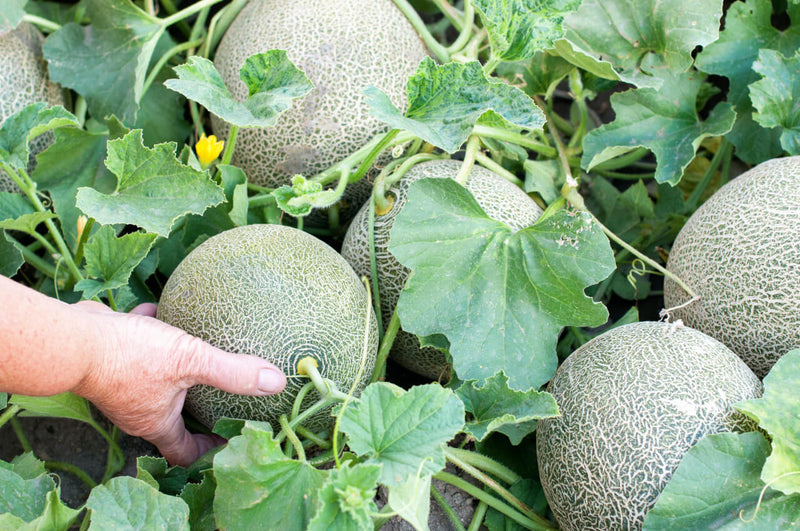 Fortuna Melon Seeds – Premium Juicy Garden Melon Seeds