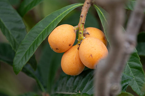 Oliver Loquat fruit seeds for planting, featuring Eriobotrya japonica, an evergreen fruit tree with golden orange fruit and large green leaves for home gardens.