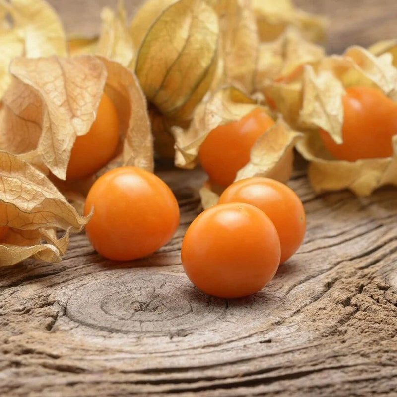 Ripe Orange Tomatillo Fruits Ready for Harvest