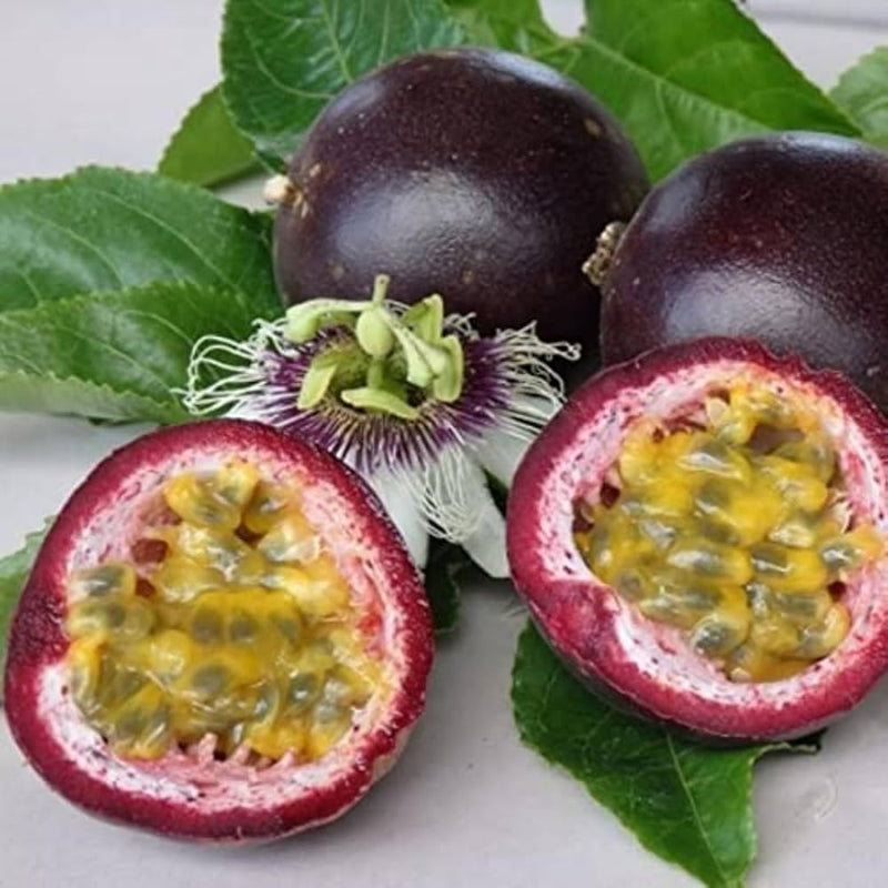 Purple Passion Fruit Seeds for Planting – Heirloom Non-GMO Garden Seeds