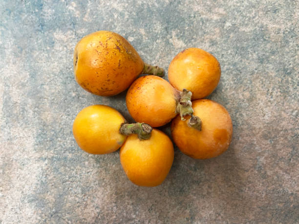 Big Jim loquat fruit tree with glossy green evergreen leaves, clusters of ripe yellow-orange loquat fruits, and a healthy canopy in a home garden.