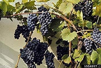 riverbank grape seeds