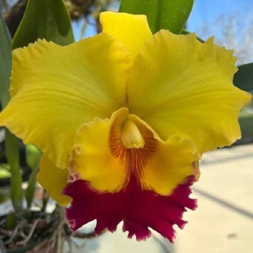 Yellow Cattleya flower seeds