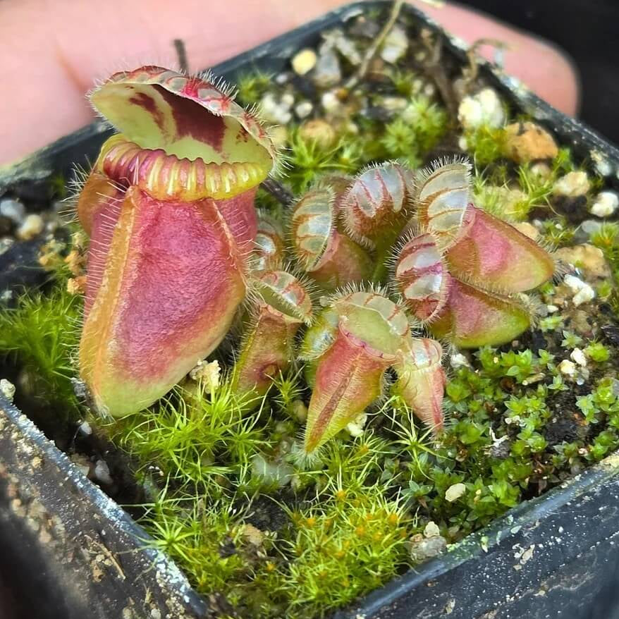 Albany Pitcher Plant plant