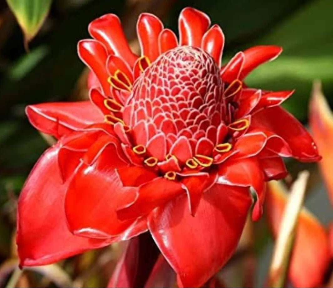 Torch Ginger flower seeds