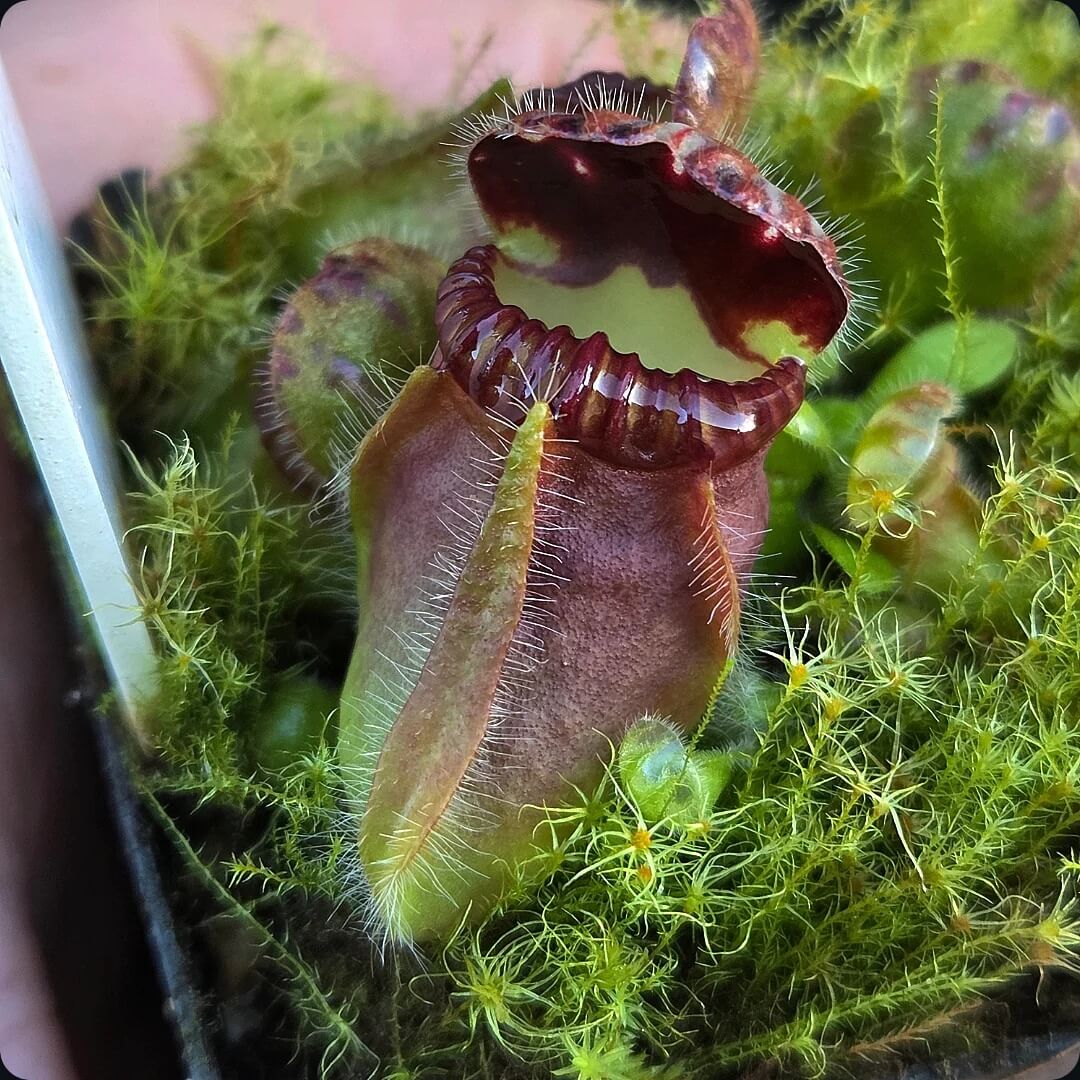 Albany Pitcher Plant plant