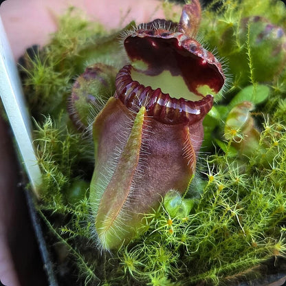 Albany Pitcher Plant plant