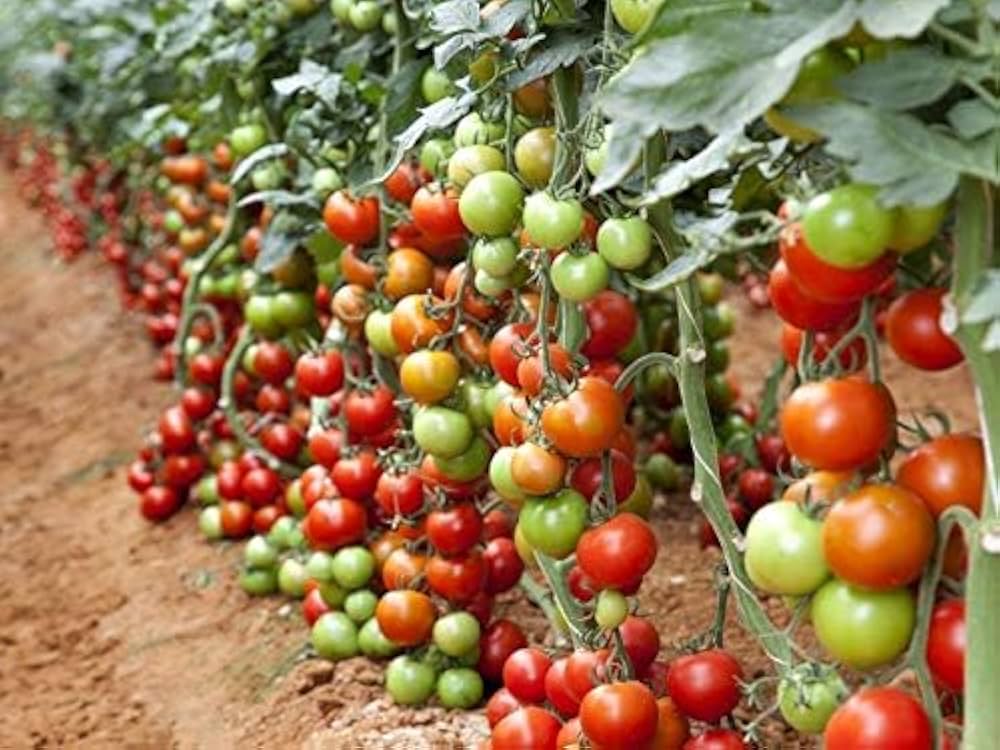 Robin Tomato Seeds