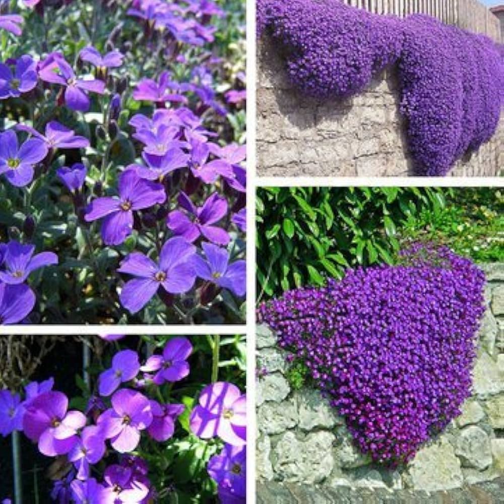 Hardy Rock flower seeds