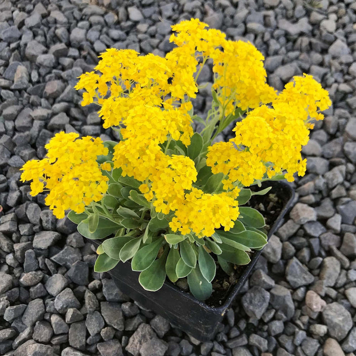 Lemon Yellow flower seeds