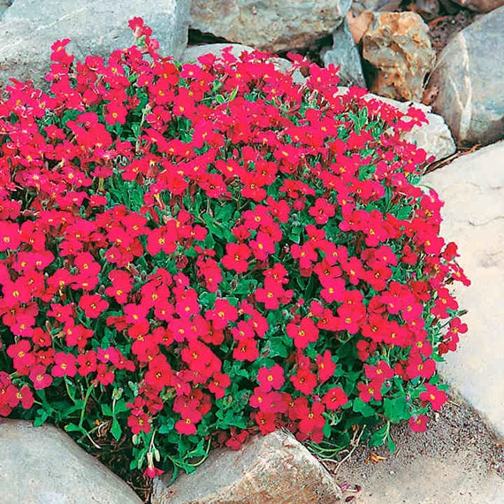 Red Rock flower seeds