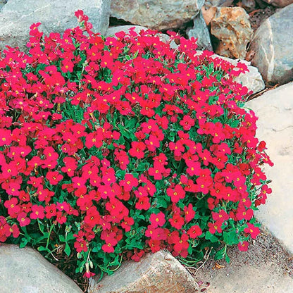 Red Rock flower seeds