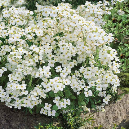 White Rock Cress plant