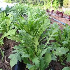 Rocket Arugula Growing in Raised Garden Bed