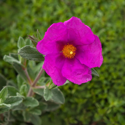 Pink Rock Rose plant