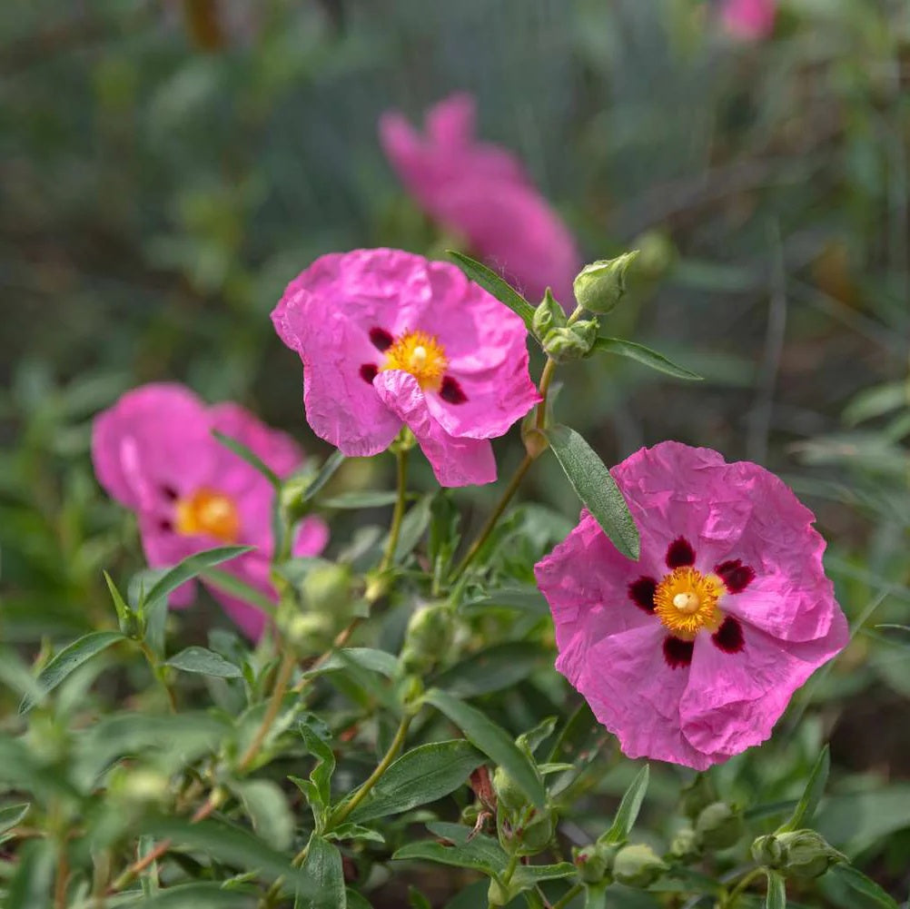 Pink Rock Rose plant