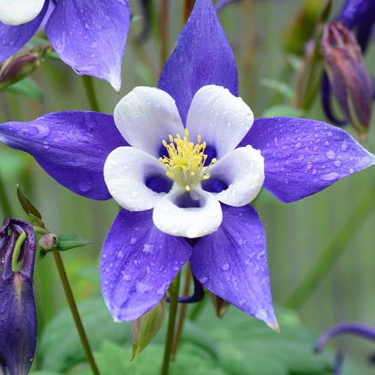 Blue White flower seeds