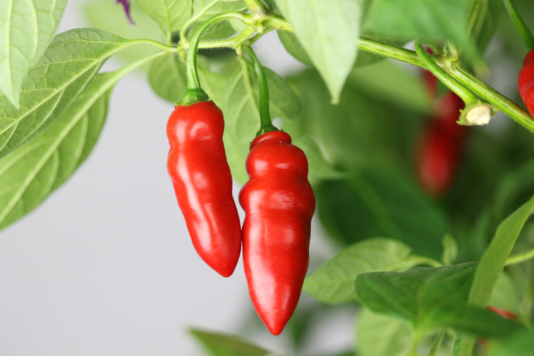 Rocoto Aji Largo Pepper Seeds
