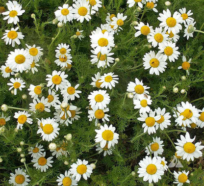 Roman Chamomile Herb Seeds for Planting – Heirloom Non-GMO Garden Seeds
