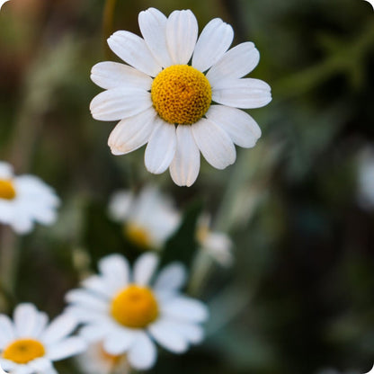 Roman Chamomile Herb Seeds for Planting – Heirloom Non-GMO Garden Seeds