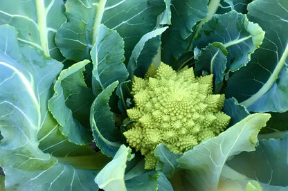 Romanesco vegetable with a bright lime-green head, intricate spiral florets, and broad green leaves growing in a home vegetable garden.