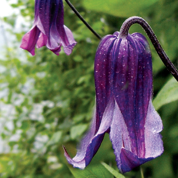 Clematis Rooguchi flower seeds