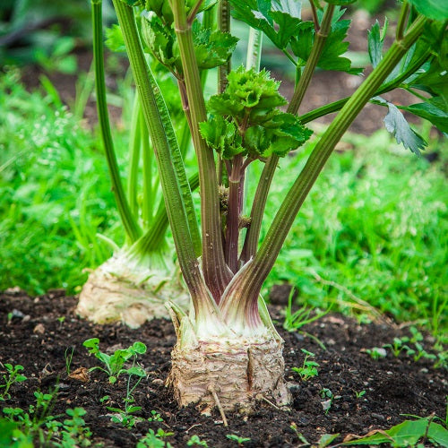Giant Prague Celeriac Vegetable Seeds with large celeriac roots growing in a home vegetable garden