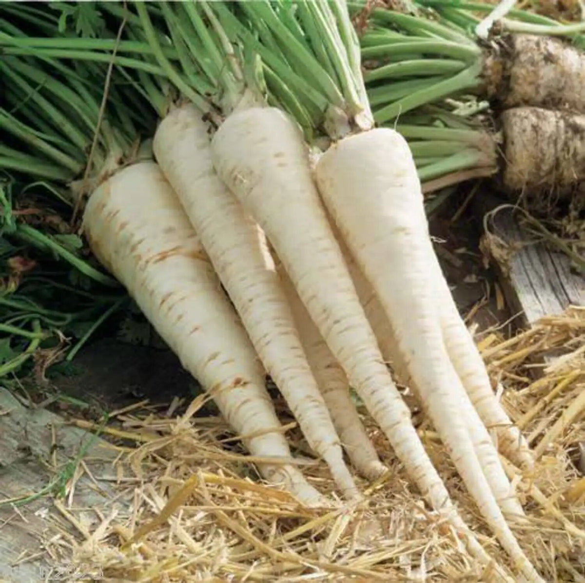 Hamburg Root Parsley Herb Seeds for Planting with White Edible Roots and Green Foliage