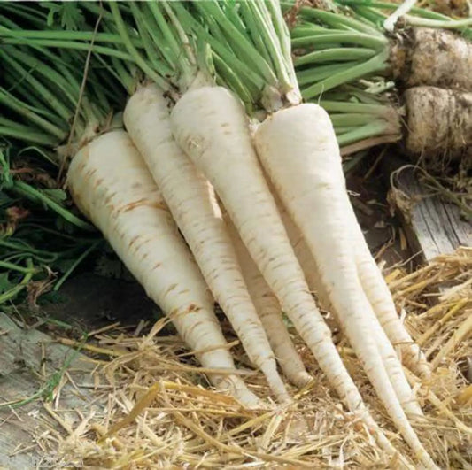 Hamburg Root Parsley Herb Seeds for Planting with White Edible Roots and Green Foliage